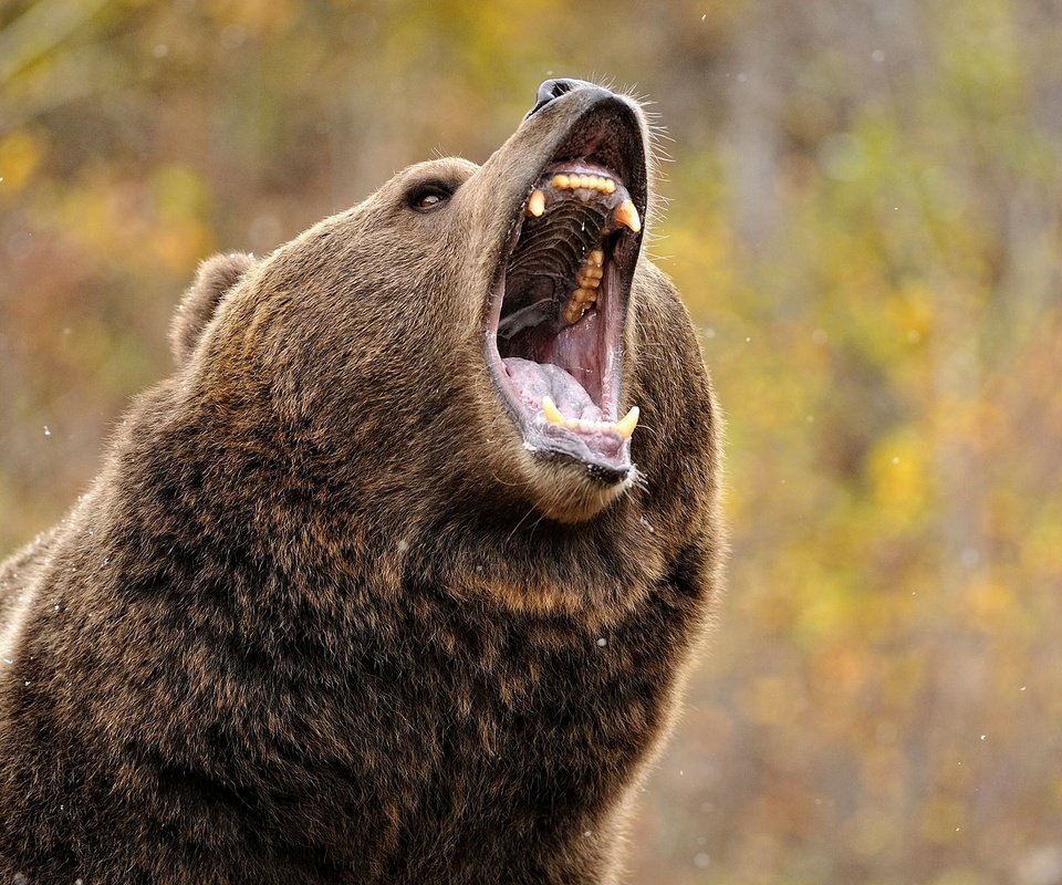 Обои медведь, зубы, пасть, гризли, grizzly bear, bear, teeth, mouth, grizzly разрешение 2560x1440 Загрузить