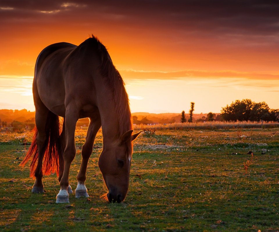 Обои лошадь, закат, поле, пастбище, конь, horse, sunset, field, pasture разрешение 3000x2000 Загрузить