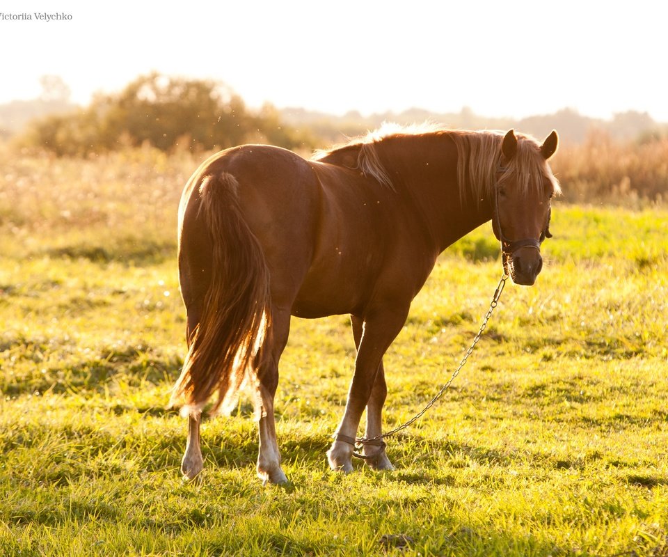 Обои лошадь, трава, солнце, лето, пастбище, конь, hourse, horse, grass, the sun, summer, pasture разрешение 3888x2592 Загрузить