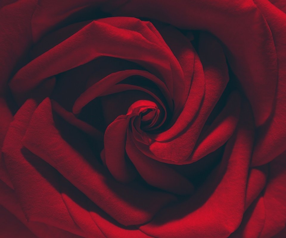 Обои макро, цветок, роза, лепестки, красная, macro, flower, rose, petals, red разрешение 2048x1365 Загрузить