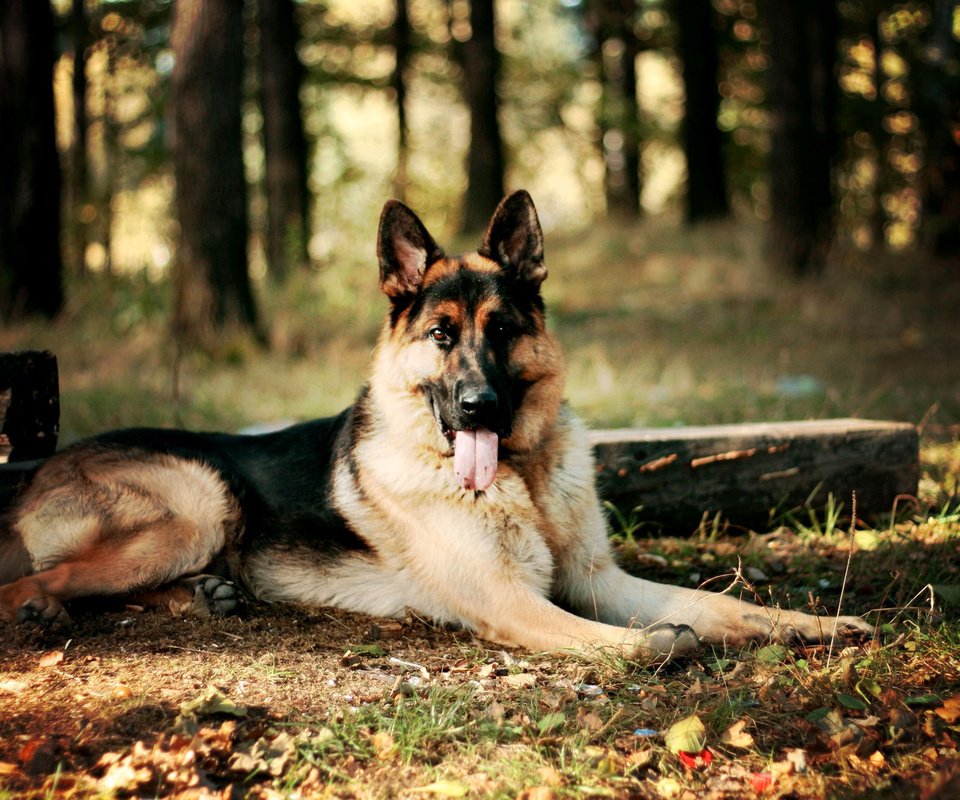 Обои лес, собака, немецкая овчарка, forest, dog, german shepherd разрешение 2000x1333 Загрузить