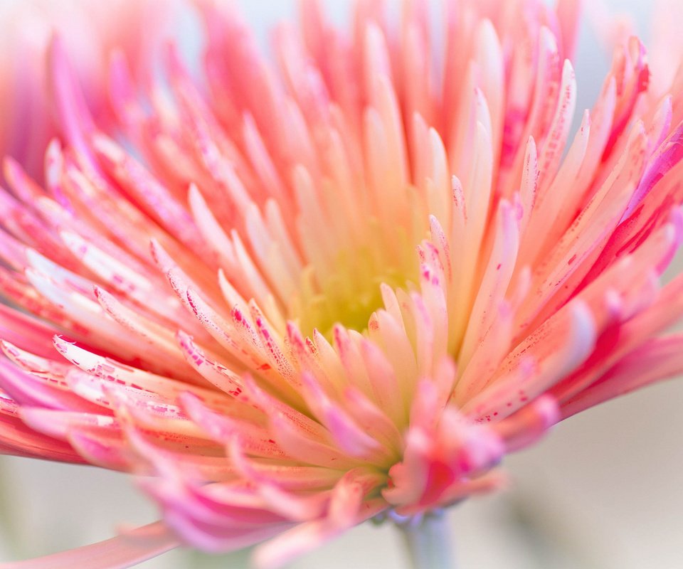 Обои макро, цветок, лепестки, розовый, хризантема, ~dgh~, wisps of pink, macro, flower, petals, pink, chrysanthemum разрешение 2048x1360 Загрузить