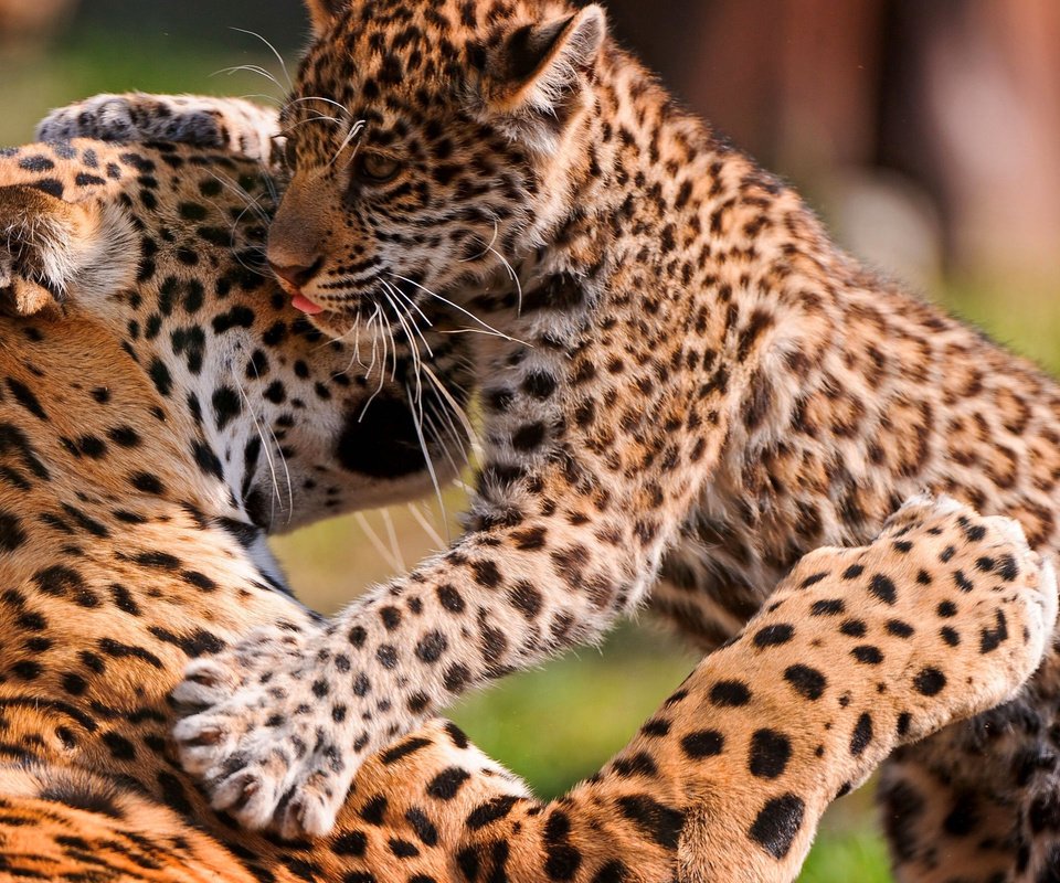 Обои леопард, хищник, большая кошка, детеныш, leopard, predator, big cat, cub разрешение 2560x1600 Загрузить