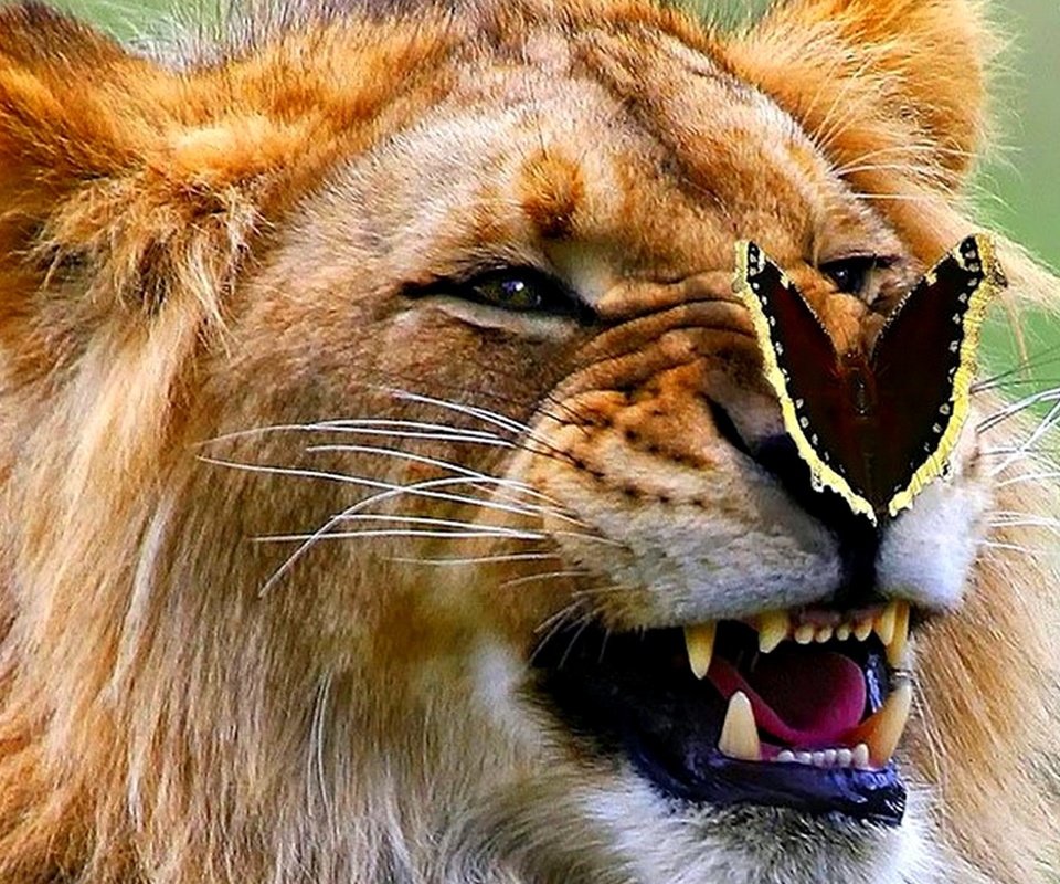Обои бабочка, лев, оскал, царь зверей, butterfly, leo, grin, the king of beasts разрешение 1920x1200 Загрузить