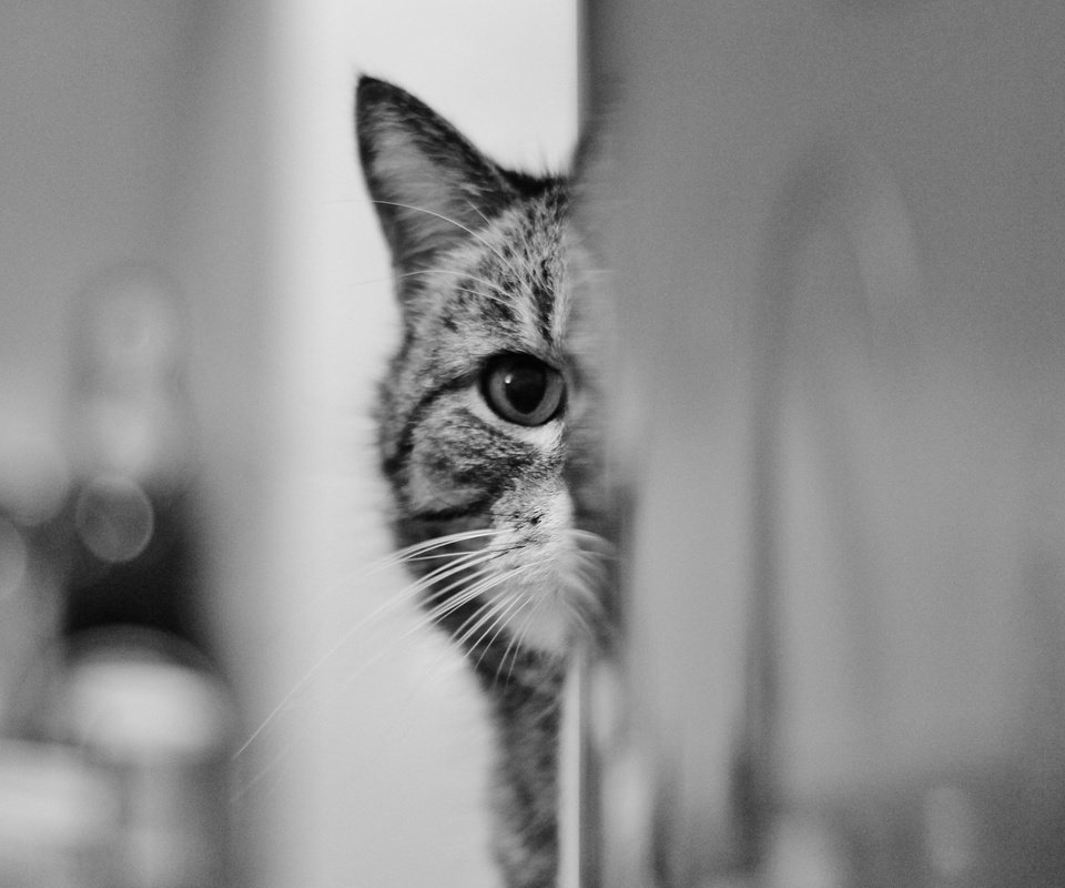 Обои глаза, взгляд, кошак, котяра, eyes, look, koshak, tomcat разрешение 2048x1367 Загрузить