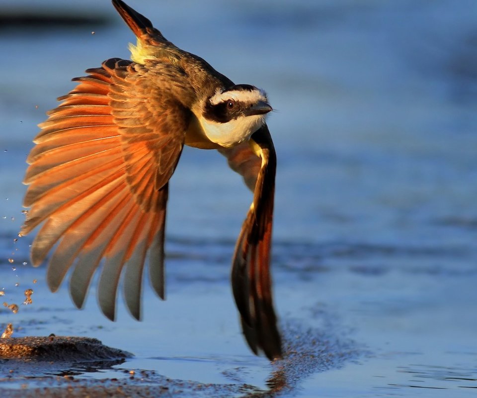 Обои вода, полет, птица, перья, перышки, light effect, птаха, water, flight, bird, feathers разрешение 1920x1080 Загрузить