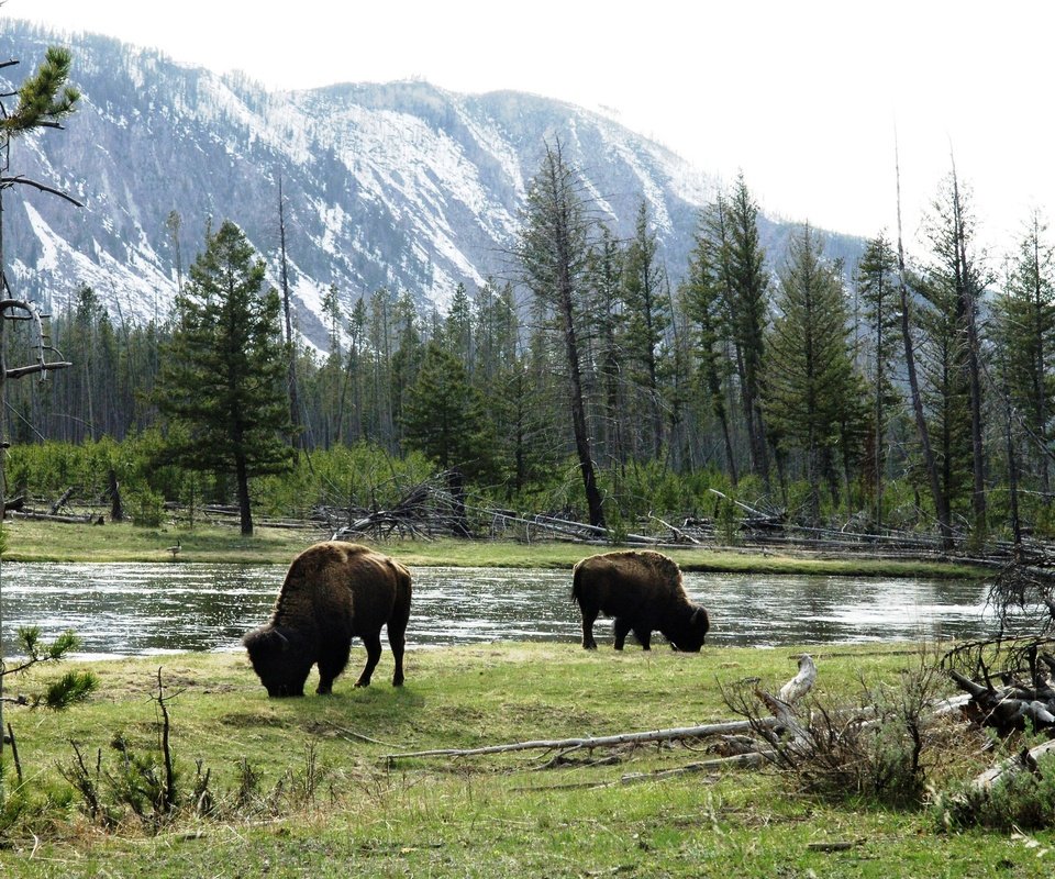 Обои горы, луга, быки, американский бизон, дикие животные, mountains, meadows, bulls, american bison, wild animals разрешение 2880x1847 Загрузить