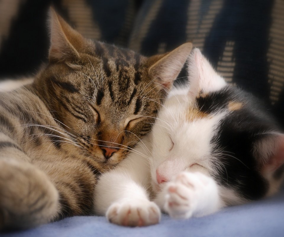 Обои сон, парочка, кошки, котята, спящие котята, sleep, a couple, cats, kittens, sleeping kittens разрешение 3600x2700 Загрузить