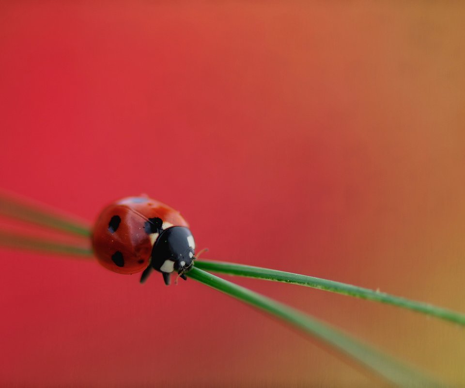 Обои трава, насекомое, божья коровка, растение, grass, insect, ladybug, plant разрешение 2048x1360 Загрузить