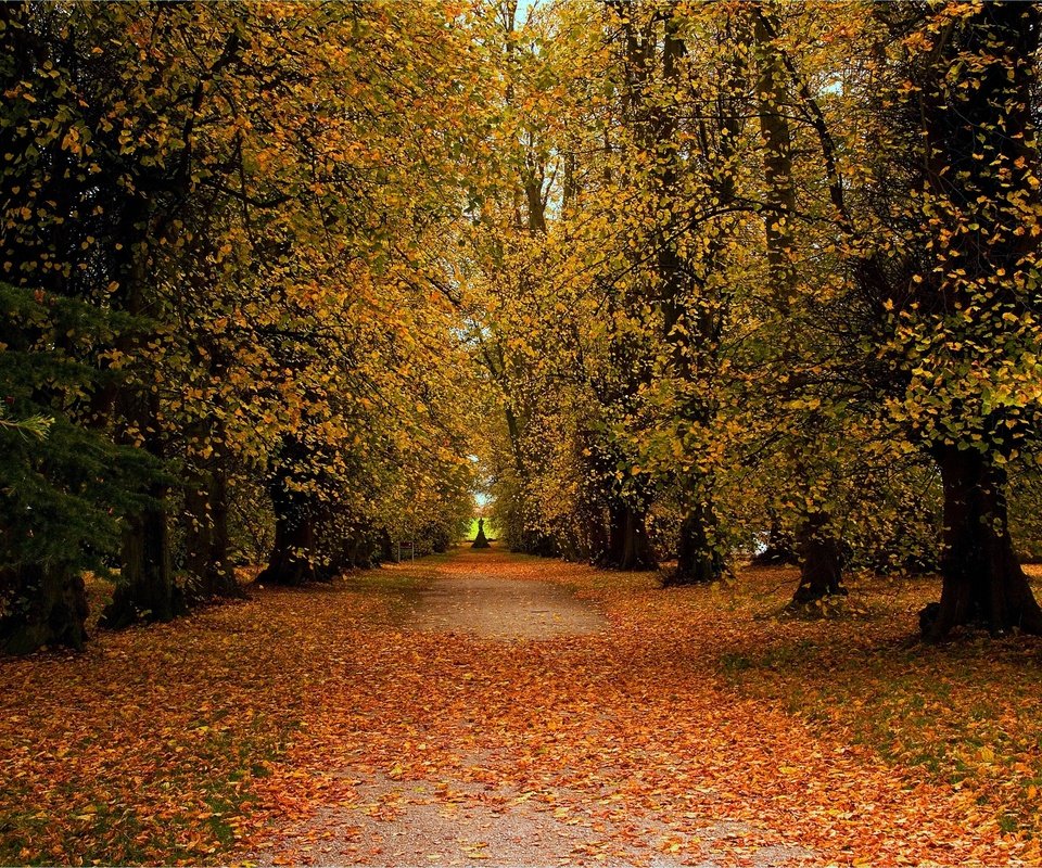 Обои дорога, деревья, пейзаж, парк, осень, road, trees, landscape, park, autumn разрешение 2880x1912 Загрузить