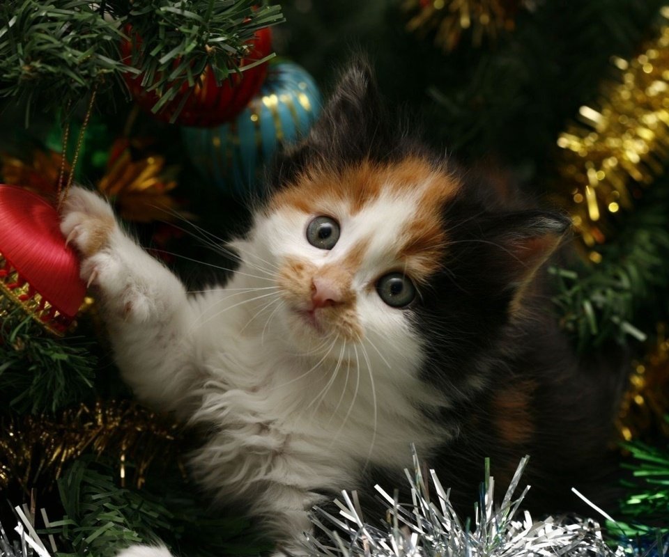 Обои новый год, елка, кот, кошка, котенок, праздник, мишура, new year, tree, cat, kitty, holiday, tinsel разрешение 1920x1200 Загрузить
