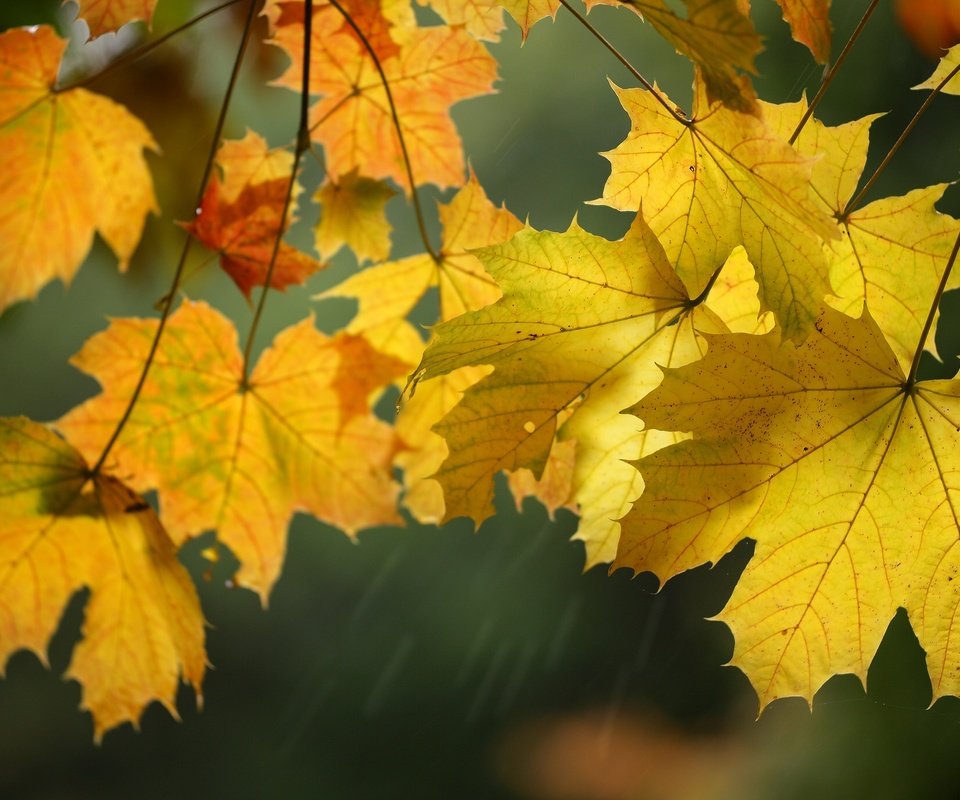 Обои листья, макро, осень, клен, leaves, macro, autumn, maple разрешение 2048x1378 Загрузить