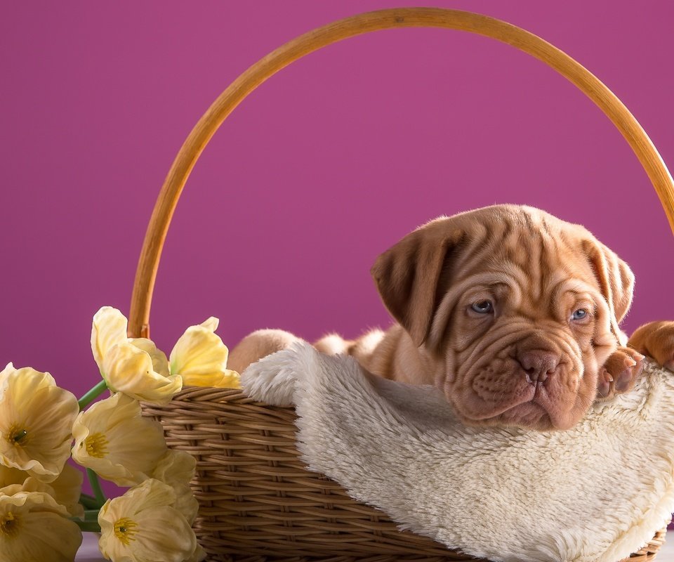 Обои цветы, щенок, корзина, дог, бордоский, flowers, puppy, basket, dog, bordeaux разрешение 3600x2313 Загрузить