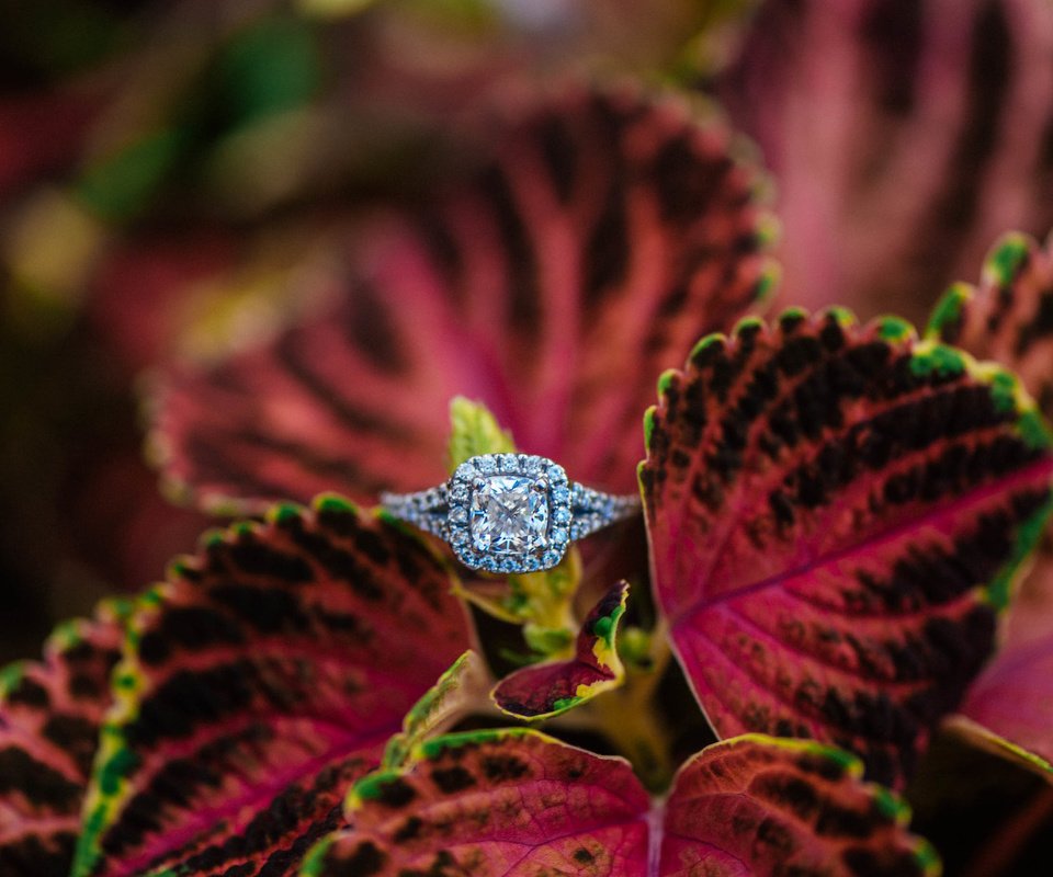 Обои лепестки, камень, кольцо, обручальное, petals, stone, ring, wedding разрешение 2736x1826 Загрузить