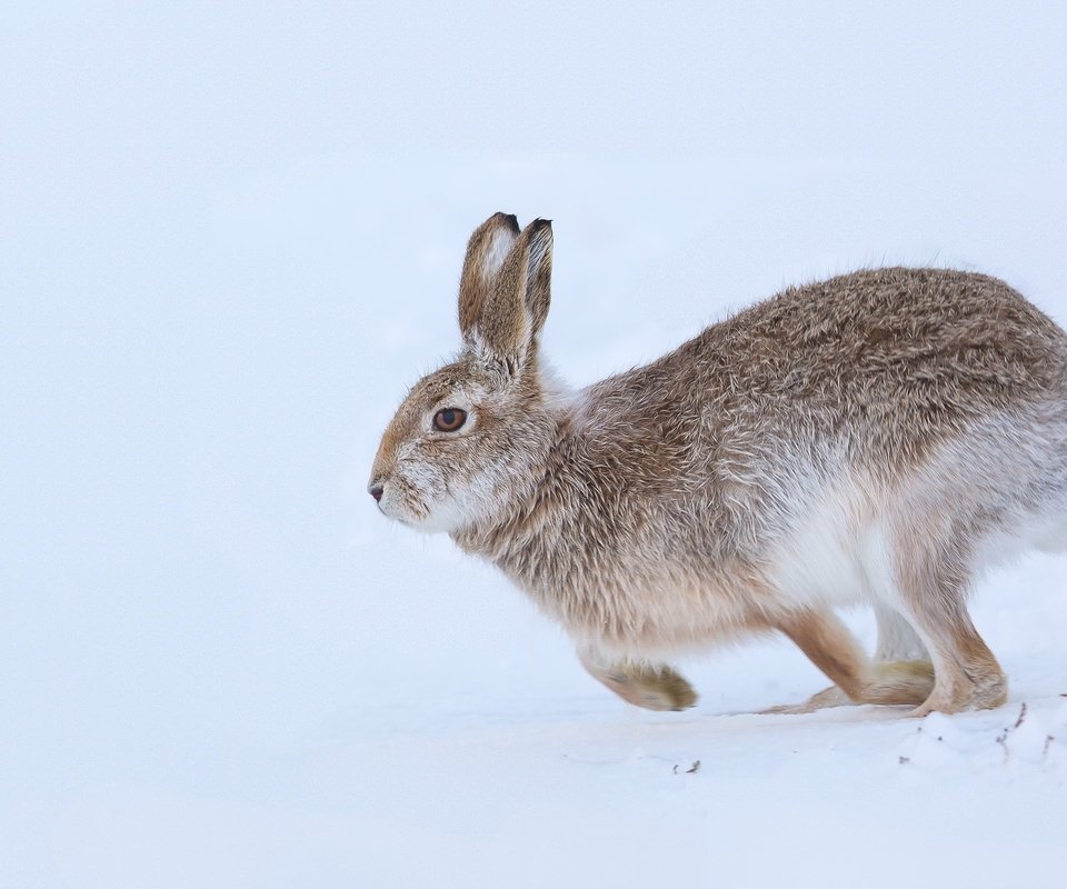 Обои снег, природа, зима, ушки, заяц, snow, nature, winter, ears, hare разрешение 2048x1301 Загрузить