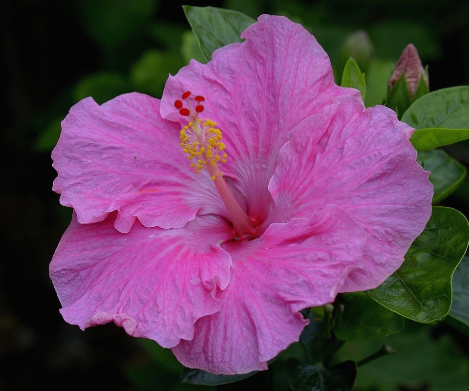 Обои макро, розовый, гибискус, macro, pink, hibiscus разрешение 2048x1365 Загрузить