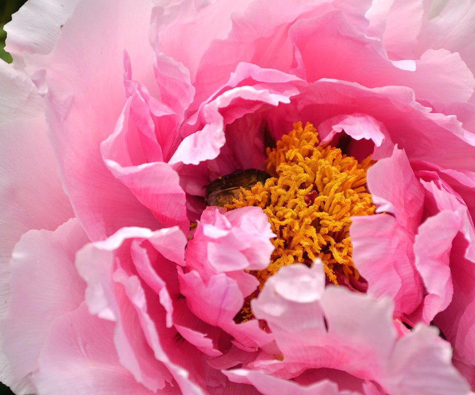 Обои макро, роза, лепестки, бутон, розовый, пион, macro, rose, petals, bud, pink, peony разрешение 2600x1722 Загрузить