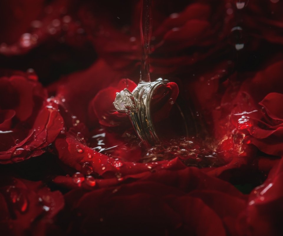 Обои вода, роза, лепестки, кольцо, water, rose, petals, ring разрешение 2048x1363 Загрузить
