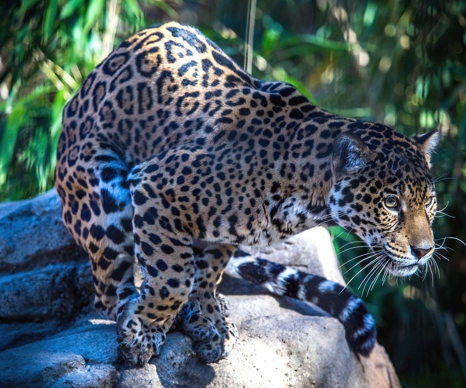 Обои пятна, хищник, большая кошка, ягуар, spot, predator, big cat, jaguar разрешение 2048x1320 Загрузить
