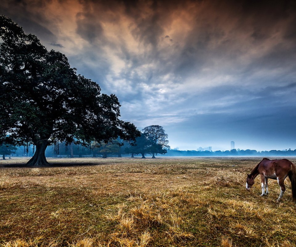 Обои лошадь, дерево, пейзаж, утро, конь, horse, tree, landscape, morning разрешение 2048x1141 Загрузить