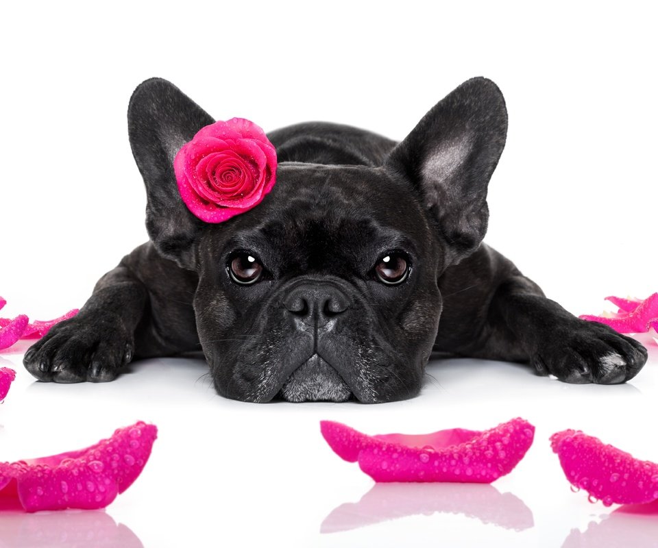 Обои розы, лепестки, собака, друг, бульдог, французский бульдог, roses, petals, dog, each, bulldog, french bulldog разрешение 6796x3824 Загрузить