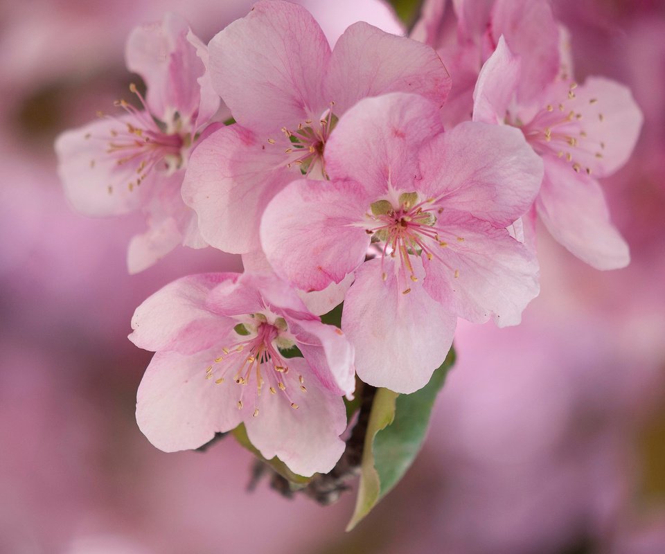 Обои цветы, макро, весна, розовые, яблоня, flowers, macro, spring, pink, apple разрешение 2048x1360 Загрузить