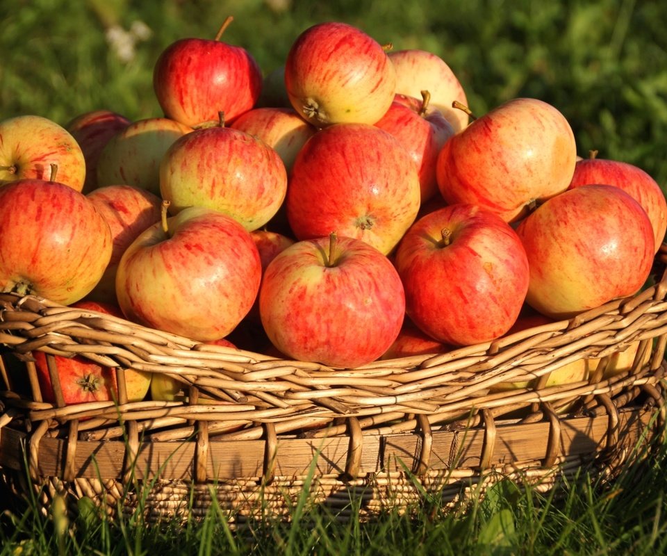 Обои трава, фрукты, яблоки, корзина, плоды, grass, fruit, apples, basket разрешение 2100x1400 Загрузить