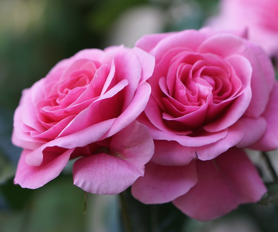 Обои цветы, бутоны, макро, розы, лепестки, розовый, flowers, buds, macro, roses, petals, pink разрешение 2400x1578 Загрузить