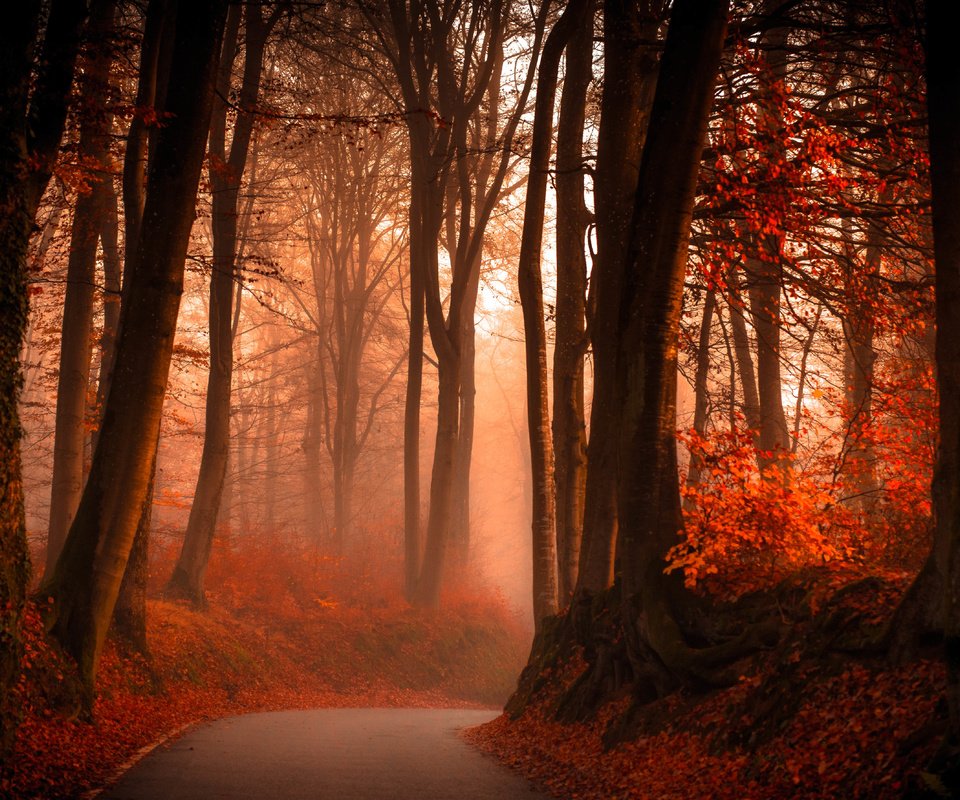 Обои дорога, лес, туман, осень, road, forest, fog, autumn разрешение 6850x3562 Загрузить