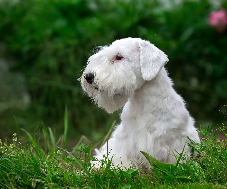 Обои трава, белый, щенок, порода, силихем-терьер, grass, white, puppy, breed, the sealyham terrier разрешение 3000x1930 Загрузить
