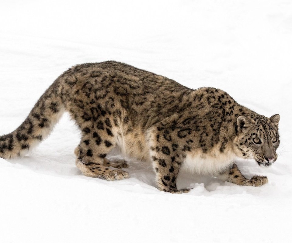 Обои хищник, снежный барс, ирбис, красавец, predator, snow leopard, irbis, handsome разрешение 2048x1183 Загрузить