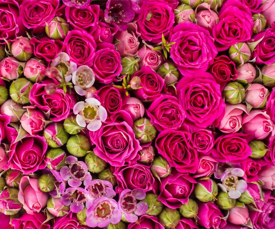 Обои цветы, бутоны, розы, розовые,  цветы, роз, пинк, flowers, buds, roses, pink разрешение 2880x1920 Загрузить