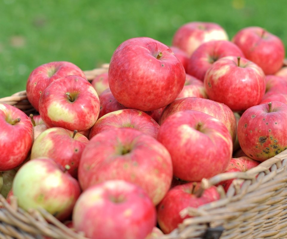 Обои макро, фрукты, яблоки, корзина, урожай, macro, fruit, apples, basket, harvest разрешение 2400x1594 Загрузить