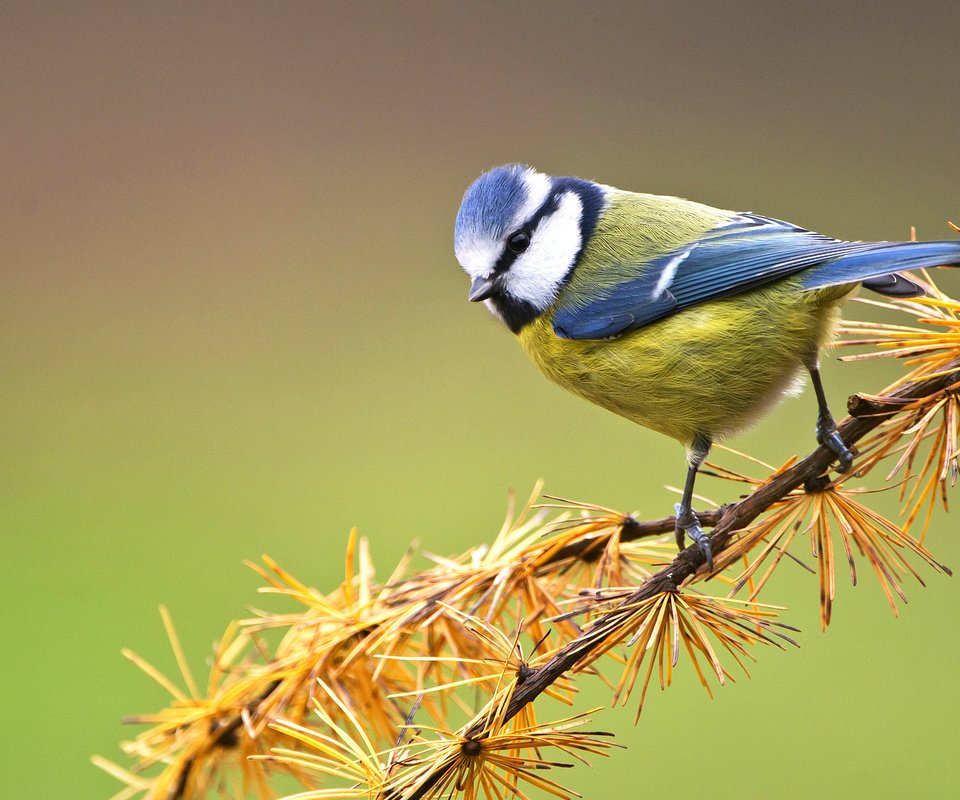 Обои ветка, птица, сосна, синица, лазоревка, branch, bird, pine, tit, blue tit разрешение 2046x1264 Загрузить