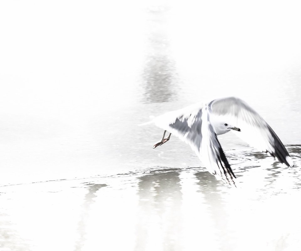 Обои природа, полет, чайка, птица, nature, flight, seagull, bird разрешение 2048x1305 Загрузить