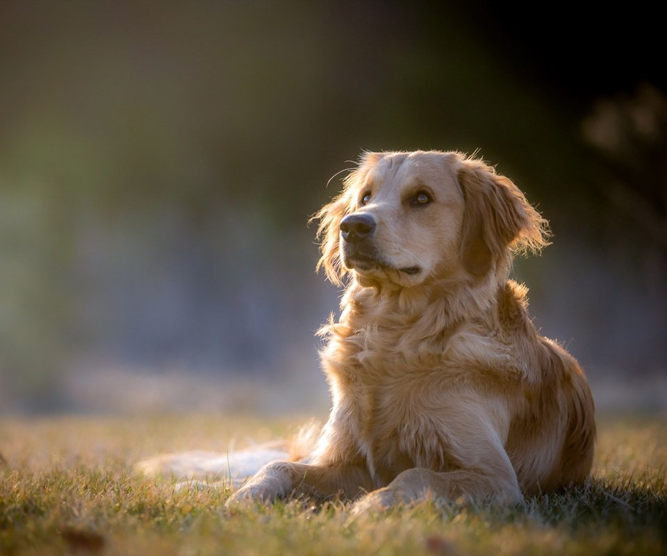 Обои взгляд, собака, друг, золотистый ретривер, tom landretti, look, dog, each, golden retriever разрешение 1920x1180 Загрузить