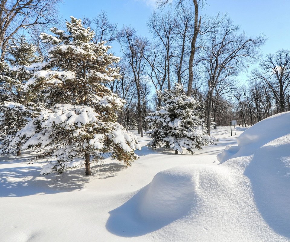 Обои деревья, снег, елка, лес, зима, парк, ель, trees, snow, tree, forest, winter, park, spruce разрешение 2048x1360 Загрузить