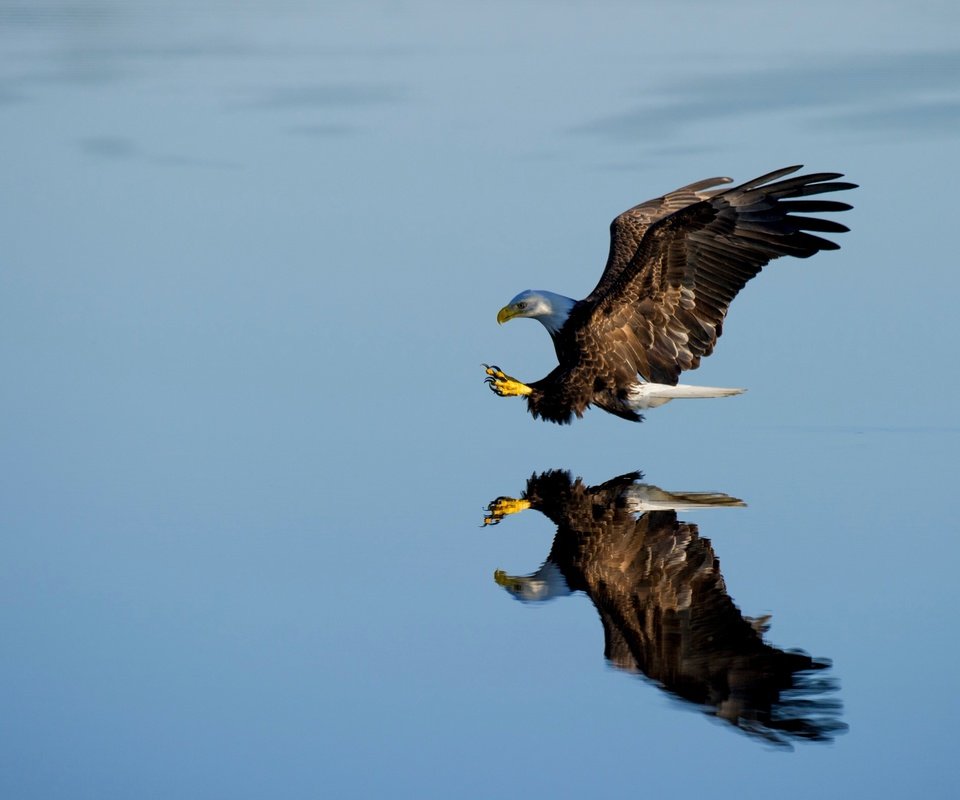 Обои вода, отражение, орел, птица, белоголовый орлан, ловит рыбу, ray hennessy, water, reflection, eagle, bird, bald eagle, fishing разрешение 3521x2343 Загрузить