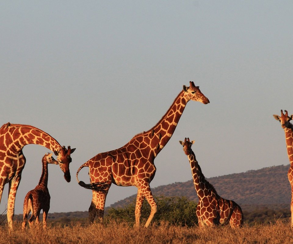 Обои вечер, солнце, природа, закат, жирафы, the evening, the sun, nature, sunset, giraffes разрешение 2900x1700 Загрузить