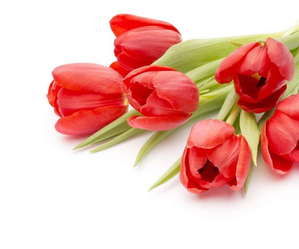 Обои цветы, пинк, красные, букет, тюльпаны, романтик, краcный, красива, тульпаны,  цветы, парное, fresh, flowers, pink, red, bouquet, tulips, romantic, beautiful разрешение 4846x3231 Загрузить