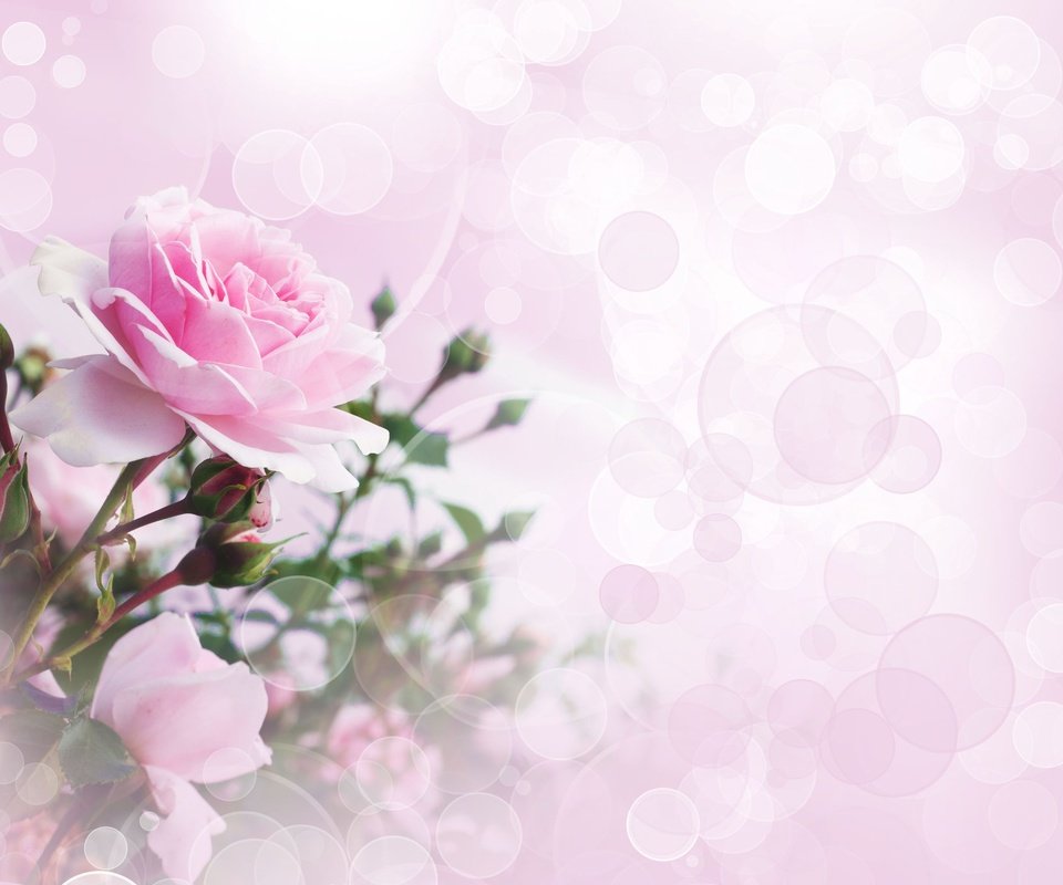Обои цветы, розы, коллаж, боке, золотая, flowers, roses, collage, bokeh, gold разрешение 2497x1802 Загрузить