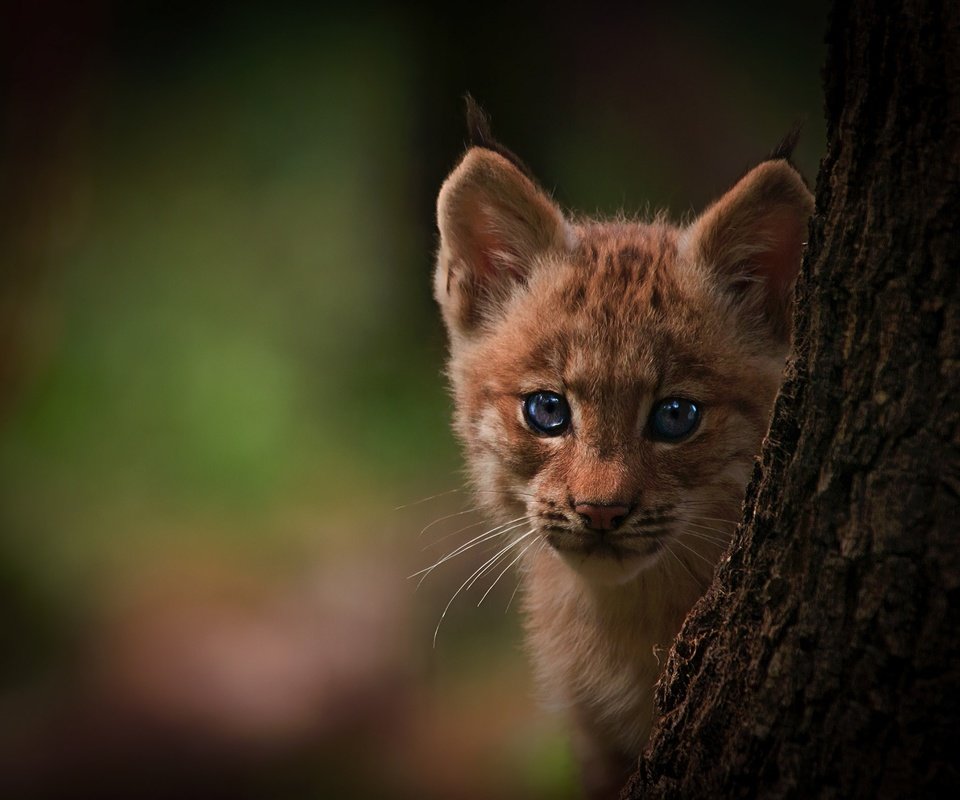 Обои глаза, дерево, фон, рысь, детеныш, eyes, tree, background, lynx, cub разрешение 2048x1552 Загрузить