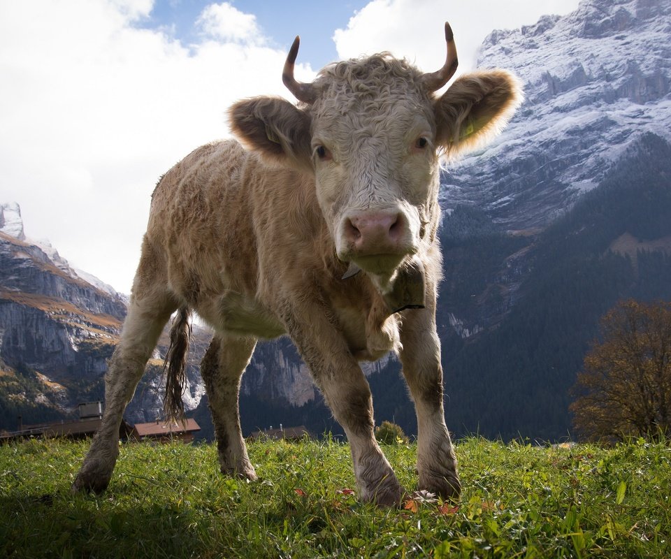 Обои горы, природа, рога, корова, копыта, бык, телёнок, бычок, mountains, nature, horns, cow, hooves, bull, calf разрешение 2048x1367 Загрузить