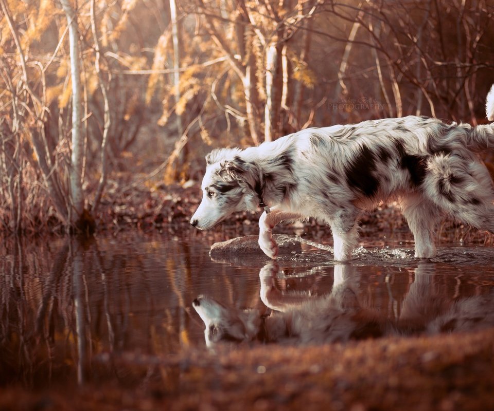 Обои вода, природа, лес, отражение, собака, прогулка, друг, бордер-колли, water, nature, forest, reflection, dog, walk, each, the border collie разрешение 2560x1707 Загрузить