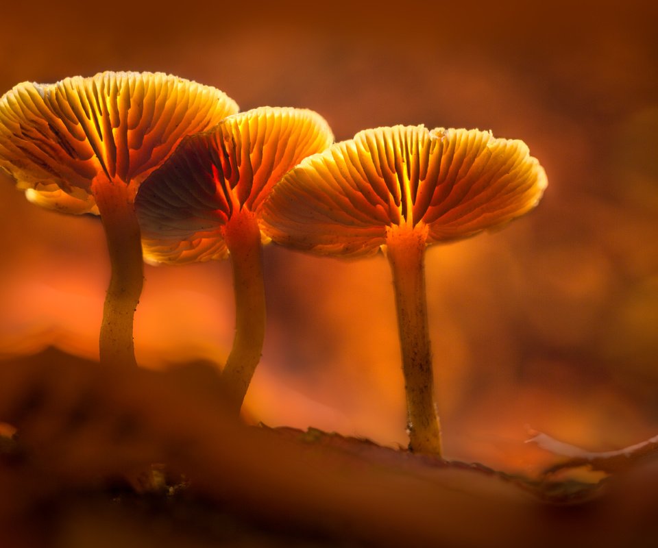 Обои свет, грибы, гриб, оранжевый, подсветка, sophiaspurgin, light, mushrooms, mushroom, orange, backlight разрешение 5760x3840 Загрузить