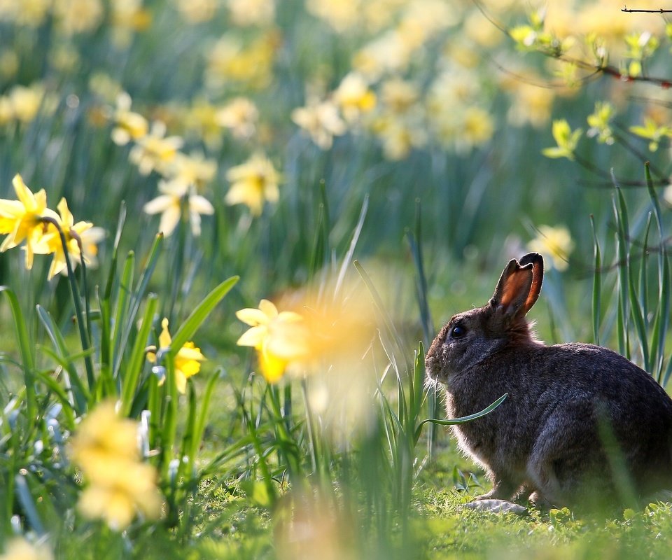 Обои цветы, весна, кролик, животное, нарциссы, заяц, flowers, spring, rabbit, animal, daffodils, hare разрешение 1920x1280 Загрузить