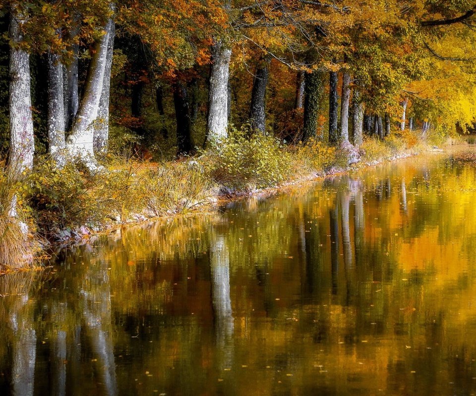 Обои деревья, отражение, листва, осень, пруд, trees, reflection, foliage, autumn, pond разрешение 1999x1223 Загрузить