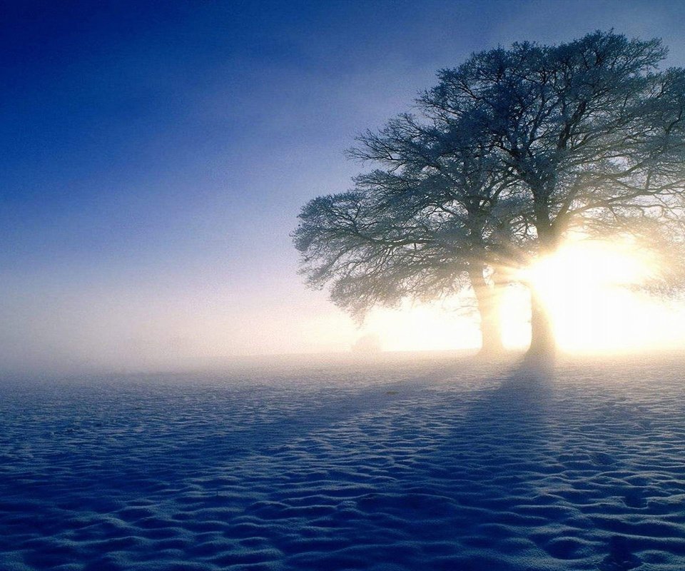 Обои небо, свет, деревья, солнце, снег, природа, поле, тени, the sky, light, trees, the sun, snow, nature, field, shadows разрешение 2560x1600 Загрузить