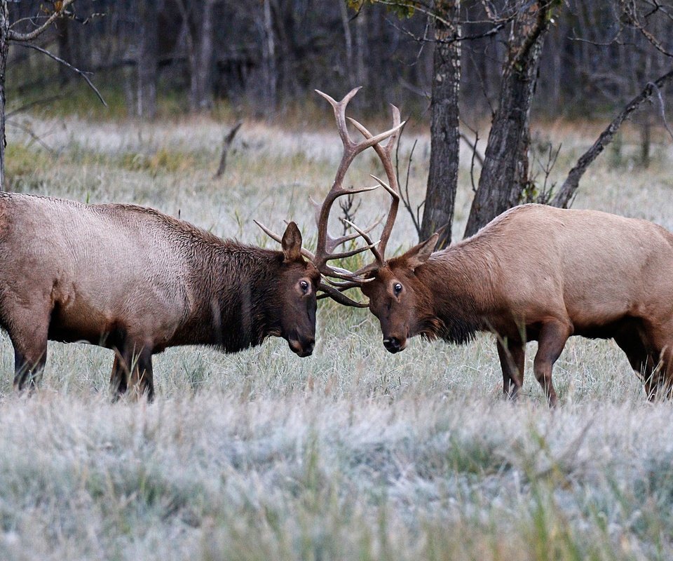 Обои природа, олень, рога, олени, турнир, nature, deer, horns, tournament разрешение 2048x1282 Загрузить