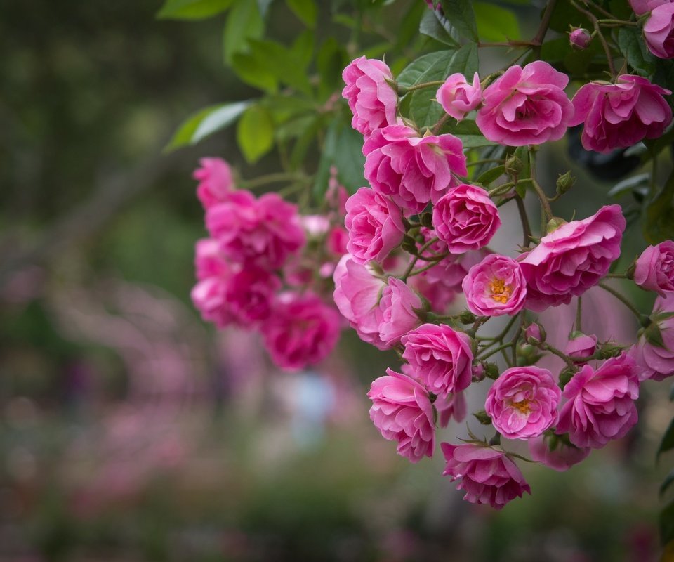 Обои цветы, розы, розовый, куст, flowers, roses, pink, bush разрешение 2048x1365 Загрузить